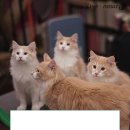 산책하는 고양이 이미지