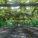 가나안마트 이미지