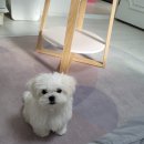 착한강아지 이미지