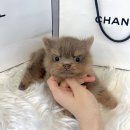 드림독 강아지분양 안심분양센터 잠실점 이미지