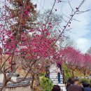 옥천 | 순천여행 탐매마을 &amp; 사운즈옥천 솔직후기, 홍매화 개화상황(2026.3.1)