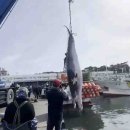 [이민부 교수의 지리로그] 영양분 풍부한 동해는 고래의 길…조선시대에는 경해라 불러 이미지