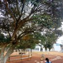 장군목장 | (제주 서귀포) 어린이 성산 승마체험하기 좋은 " 목장 카페 밭디"