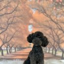 김해 강아지분양 두부네 하루 이미지