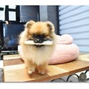 시우스쿨링 이미지