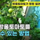 방울토마토 키우기 집에서 베란다 텃밭 시작 이미지