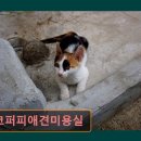 초코퍼피 애견미용실 이미지