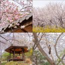 경기도 벚꽃 시흥 옥구공원 벚꽃 주차 실시간 만개
