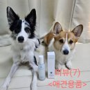 (강아지 미스트 추천)에브리원스 뿌리는 강아지 보습 수분크림 추천!사용 후기