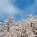 벚꽃엔딩 Daum카페