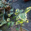 동백농원 이미지