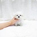 더독스 강아지분양 서울 | 더독스 강아지분양 서울, 우리의 첫 만남