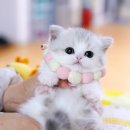 강남 고양이 분양 캣프렌즈 이미지