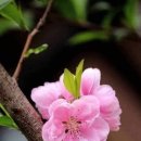 딕키