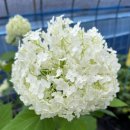 예진농장 | 꽃선물은 예진이네수목원 수국 구입기