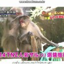 [일본뉴스청해]2014.06.07 오이타현 미쓰원숭이 총 콘테스트 이미지
