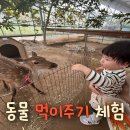 둘만농장 | 나눔농장 파주 경기도 동물먹이주기 체험 여긴 무조건 재방문!