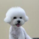 해맑은 애견미용 네이버블로그