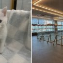 강아지분양 고양이분양 도그마루 무료 검단점 이미지