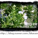 로즈마리 - 나주시 향교길 57-23 | 로즈마리