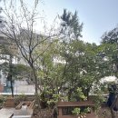 인계동 970 | 수원 주상복합 옥상 나무벌목 가지치기 작업