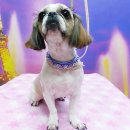 퍼피투게더 이미지