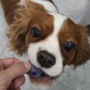 댕댕이꼬양 이미지