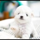 더독스 강아지분양 서울 이미지