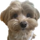 지애롭개 이미지