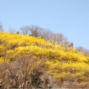 【개나리(Forsythia koreana)】「자생지가 없는 자생식물」 이미지