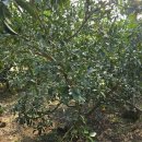 태수농장2 이미지