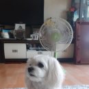 개깎쟁이 이미지