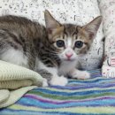 서림동-13 이미지