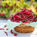 빨간고추 이미지