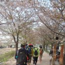 2016년 4월 13일(수) 안양천 벚꽃길 & 봄꽃잔치 3 후기 이미지
