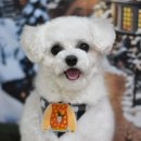 포비 펫 살롱 이미지