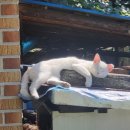 에티오피아13월 이미지