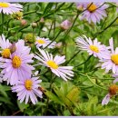 쑥부쟁이 이미지