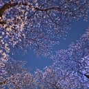 용천2리 다목적광장화장실 | 2026 울산 언양 작천정 벚꽃축제🌸 일정,주차,현재 개화상황 총정리🍀