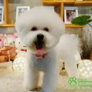 몽쉘 그루밍 이미지