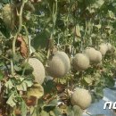 법인유신종 뉴스1