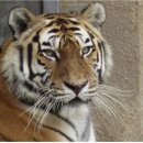 호랑이네 이미지