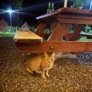 (주)쥐비네트 | 진주 월아산 자연휴양림 글램핑 1번 후기✨월아산의 감성넘치는 밤