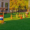 골드애견 이미지