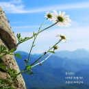 와이 이미지