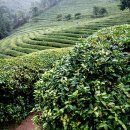 보성매일시장 이미지