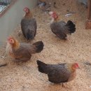 게임잉글리쉬 이미지