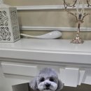 고려 애견 미용실 이미지