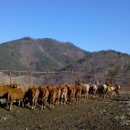 사슴자연 방목장 이미지