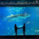 성은프라자2 | 연태🇨🇳] 25.11.17-19 2박 3일 연태여행 ② [양육면/어인부두/아쿠아리움/물개보호소/전취덕]